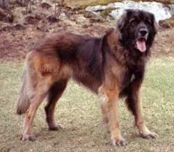 Leonberg