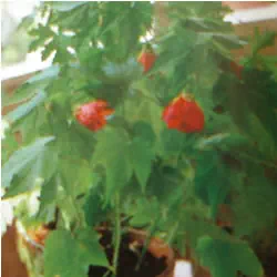 Fleur de l'Abutilon