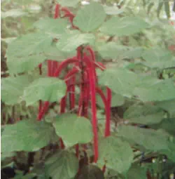 Les fleurs en queue de chat de l'acalypha