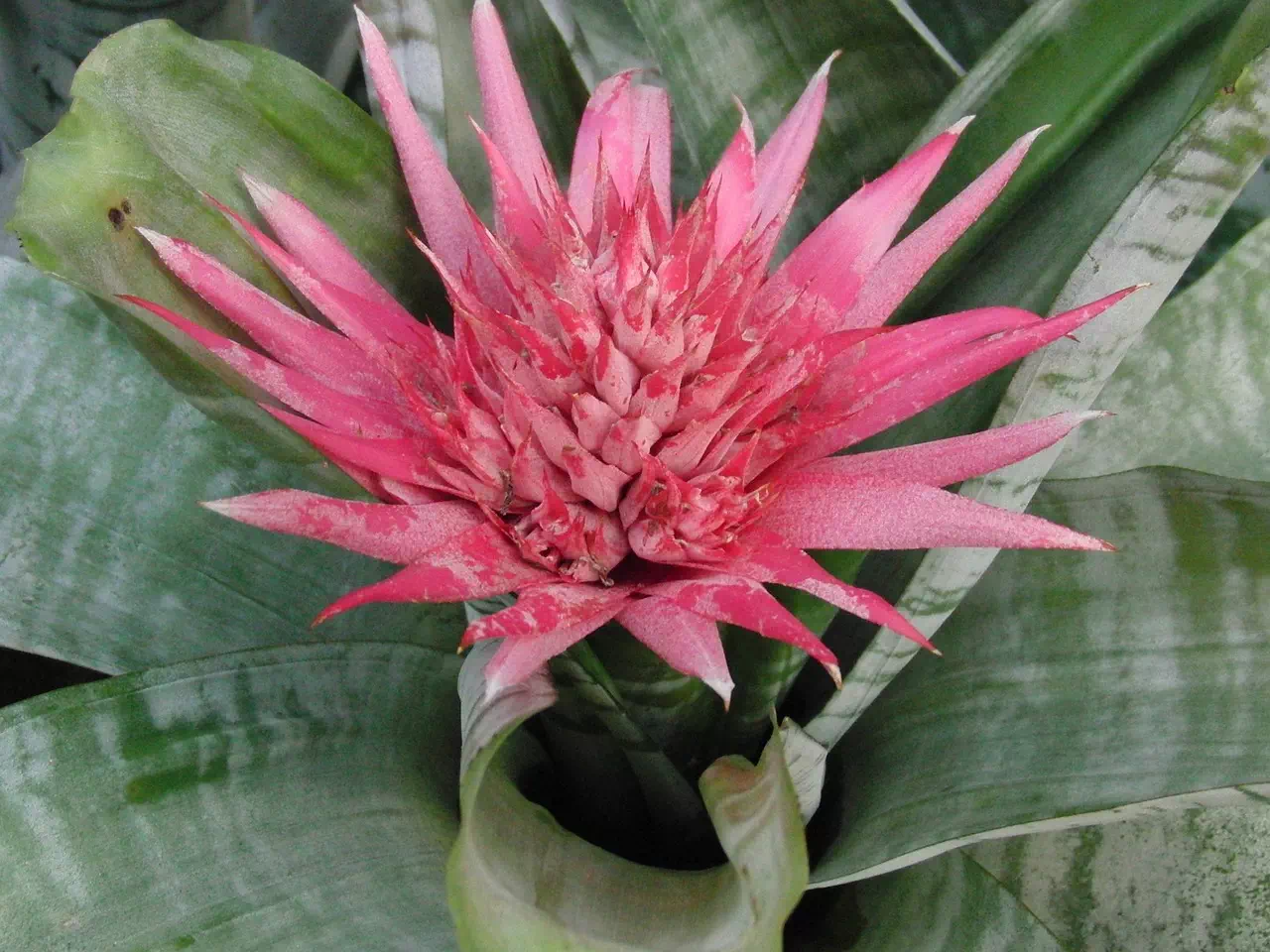 Aechmea rayé