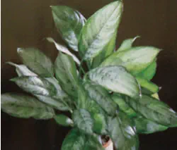 Plante d'intérieur : l'Aglaonema