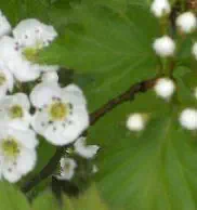 Fleur d'aubépine pour la tisane