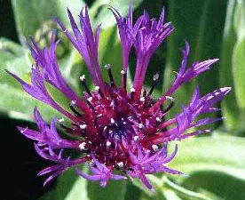 Tisane aux fleurs de bleuet