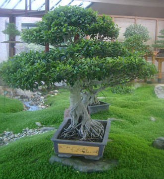 Arbre japonais bonsai