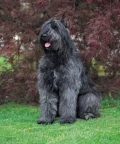 Bouvier des Flandes assis