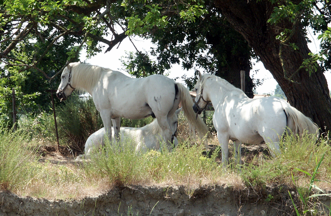 Cheval de Camargue