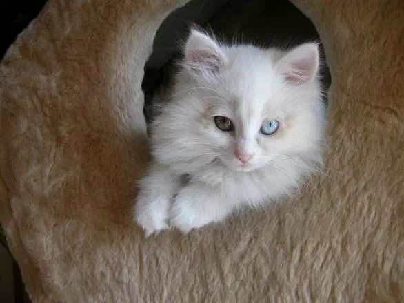 Joli chaton angora