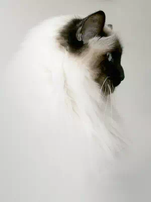 Le chat Birman