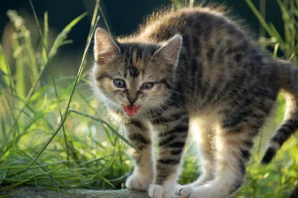 Chaton européen