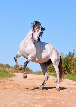 Les chevaux andaloux