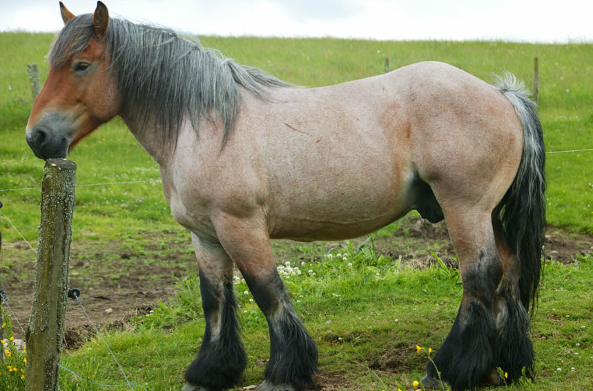 Cheval ardennais