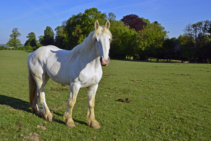 Photo du Cheval Boulonnais