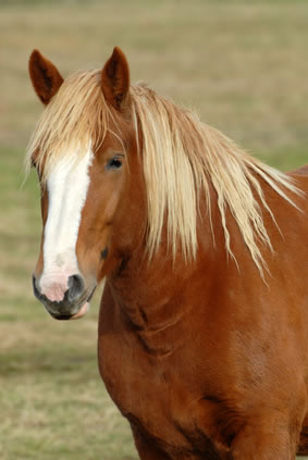 Cheval breton