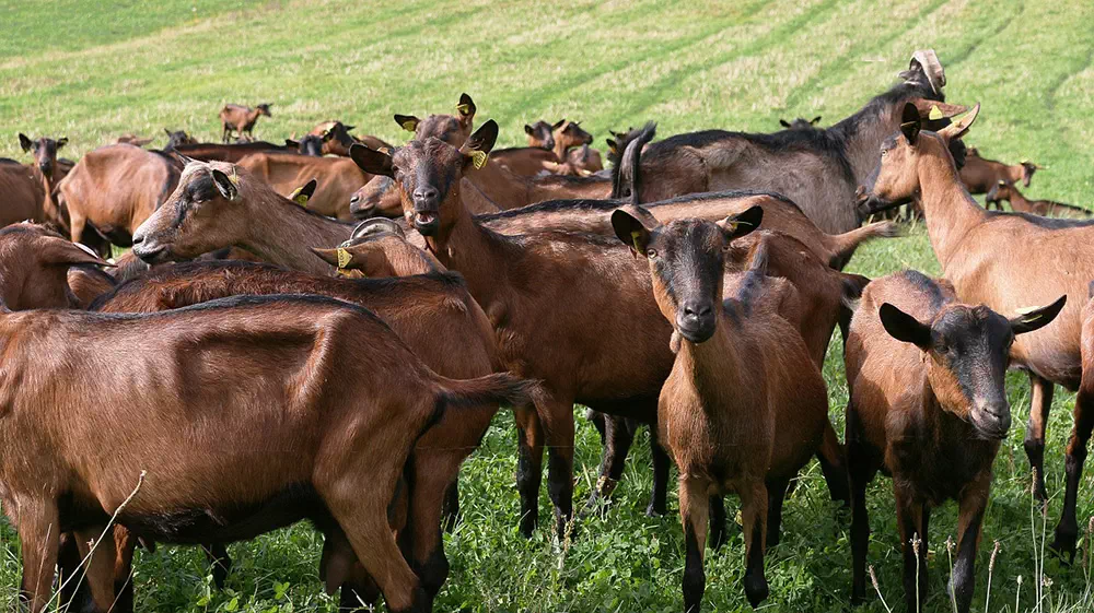 Chèvre pour la fabrication du fromage