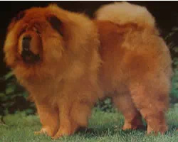 chow-chow