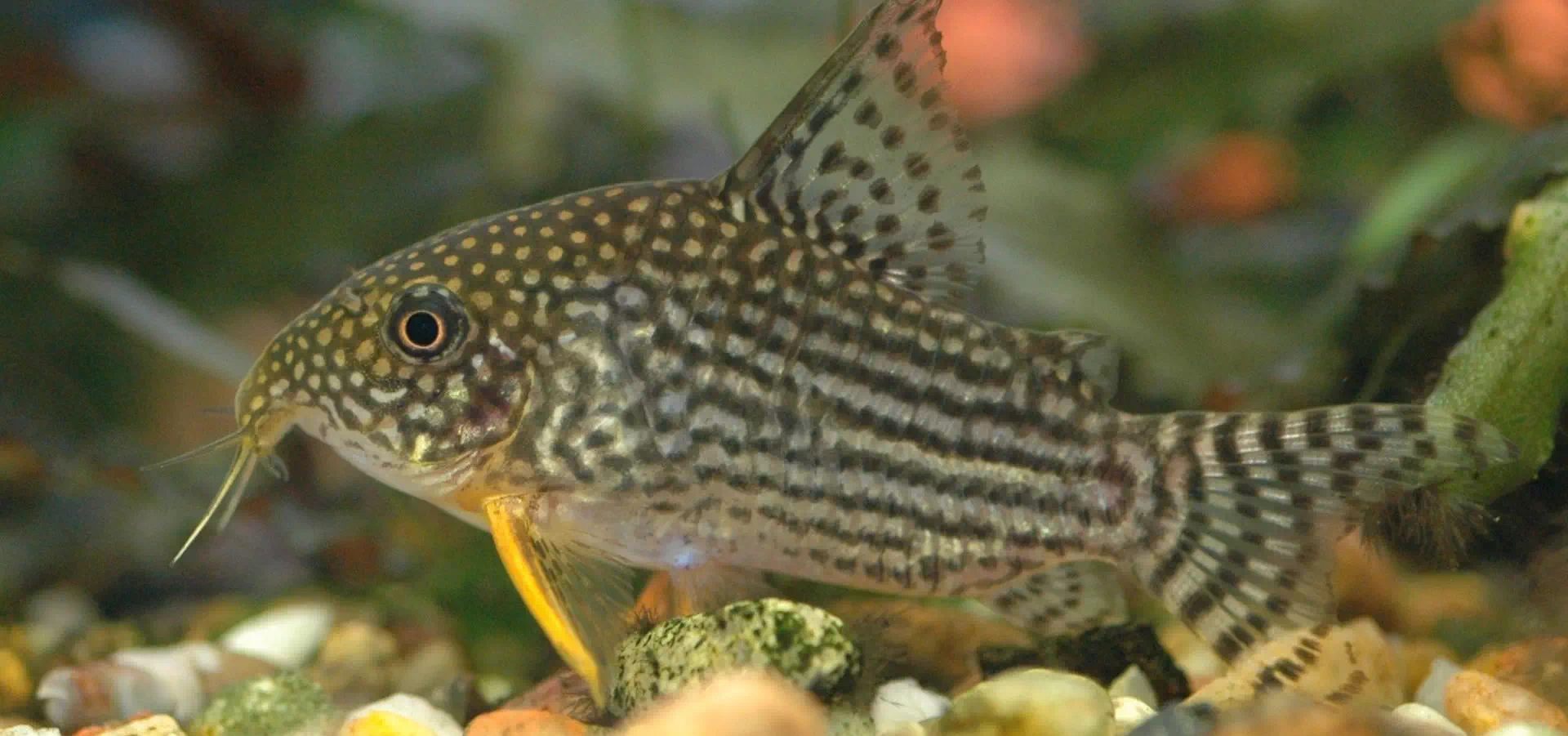 Corydoras