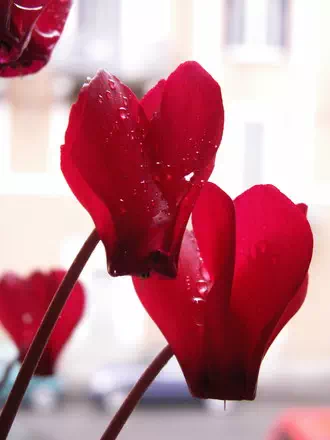 cyclamen rouge