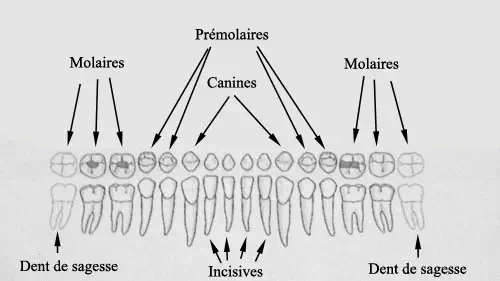 Dentition humaine et les 32 dents