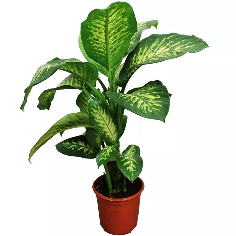 le dieffenbachia, une belle plante d'intérieur