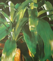 Pied de Dracaena