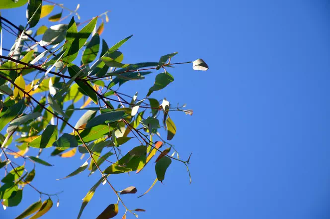 Tisane à l'eucalyptus