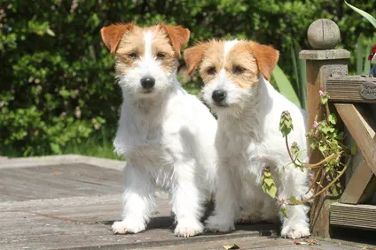 deux fox - terrier timides et charmants