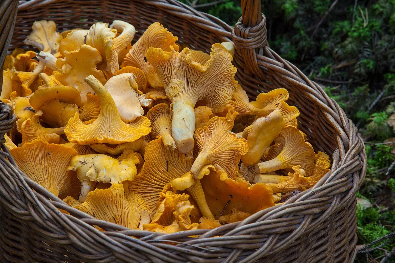 cueillette des girolles