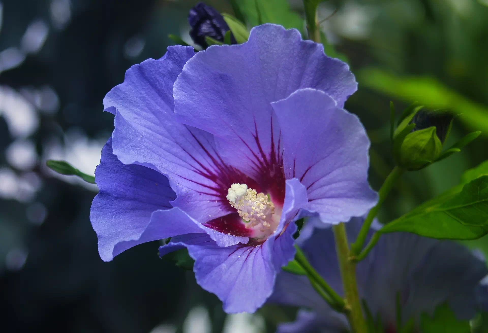 La fleur de l'Hibiscus