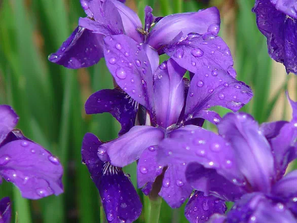 Le langage des fleurs