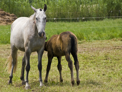 cheval Anglo-arabe