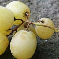 Les fruits et les légumes, le pilier de l'alimentation