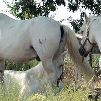 Cheval de Camargue