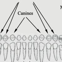 Dentition humaine et les 32 dents