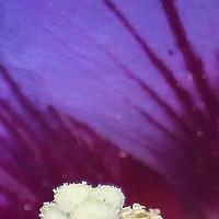 La fleur de l'Hibiscus