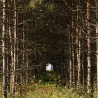 Le pépiniériste cultive des arbres