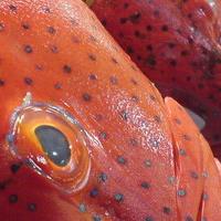 poisson sur lit de glace