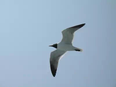 Mouette bonaparte