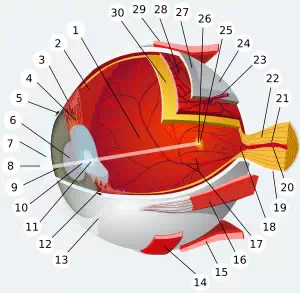 Oeil avec muscle ciliaire : Presbytie