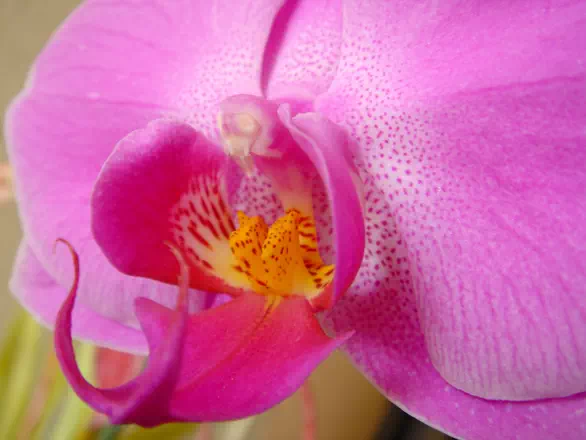 une belle fleur d'Orchidée