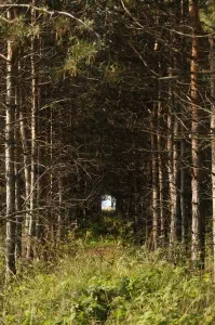 Le pépiniériste cultive des arbres