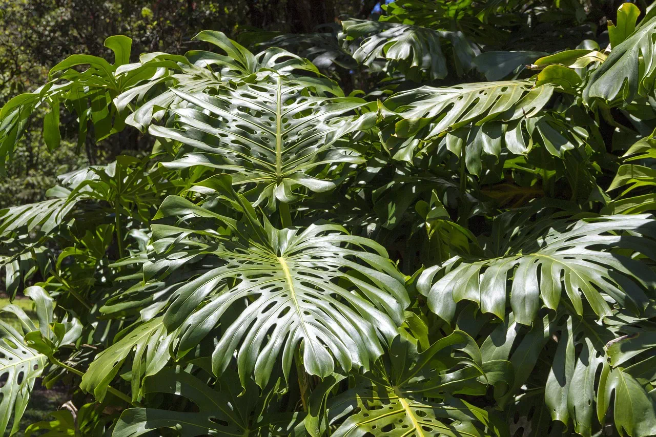 Philodendron Monstera