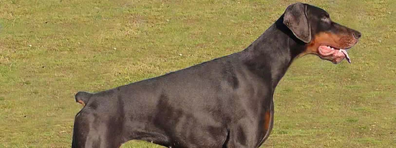 Le dobermann