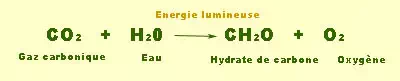 réaction de la photosynthèse