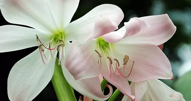 L'amaryllis pour décorer votre habitation