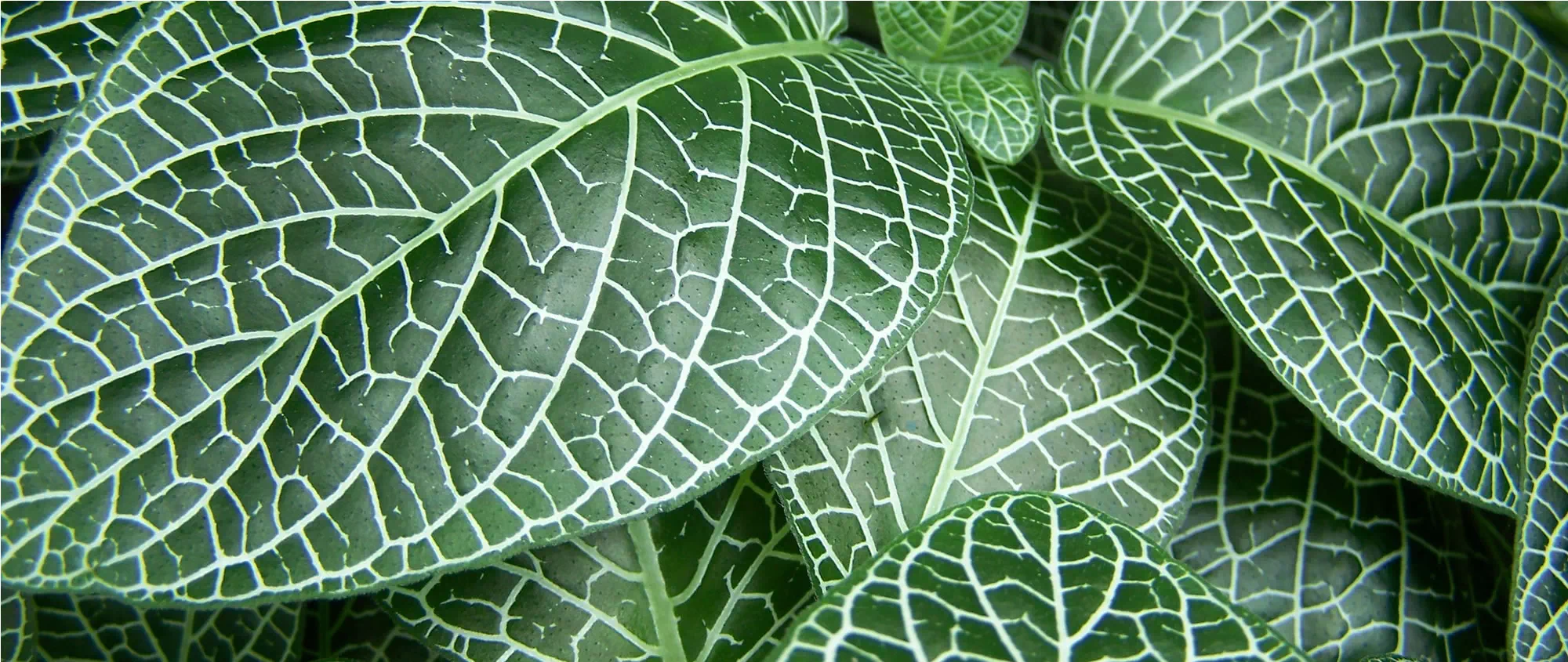 Plante verte et le dioxyde de carbone