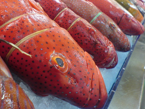 poisson sur lit de glace