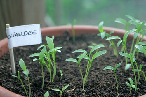 Comment semer les graines de ses plantes au jardin ? les