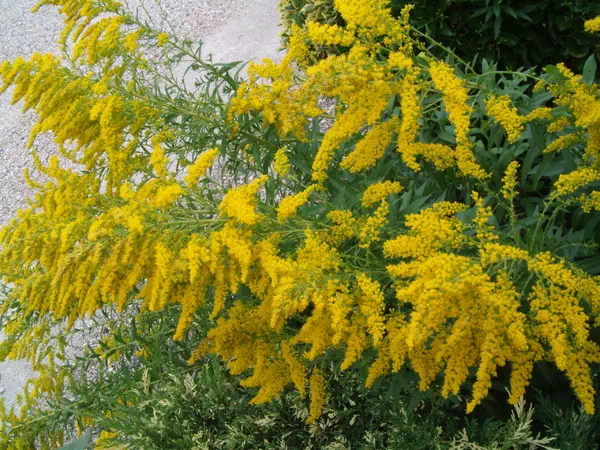 Solidago